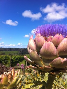 Flowering Artichokes at Red Hill Victoria