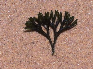 Sea Trees at Malabar Beach NSW