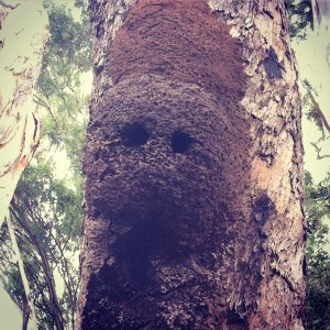 Old termite mounds repurposed by birds to nest in.